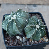 D1897 ASTROPHYTUM SUPERKABUTO DICOTOMICO pot9-H6-W10 cm MaMa Cactus Green Plant