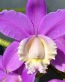 Cattleya Harrisoniana Species Orchids