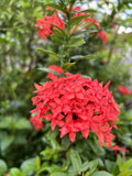 Red Ixora Coccinea, Jungle Geranium - 5 seeds 2026 - USA Flowering Plants