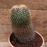 D7512 MAMMILLARIA ERNESTII pot17-H19-W10 cm MaMa Cactus Green Plant