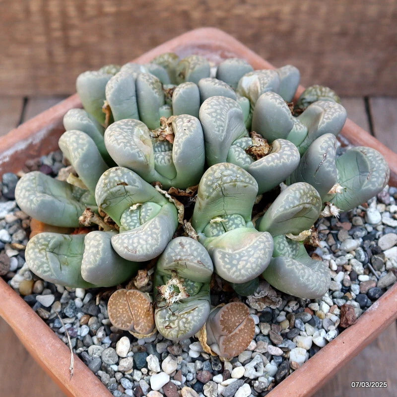 Lithops succulent plants in terracotta pot with blue-green pebble-textured leaves