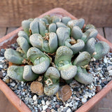 A9141 LITHOPS HOOKERII pot17-H9-W17 cm MaMa Cactus Green Plant