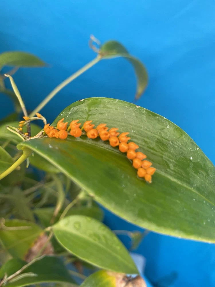 Orange orchid flower spike with green leaves