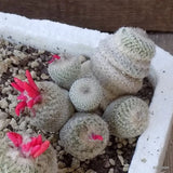 D5510 EPITHELANTHA PACHYRIZA X MICROMERIS potX-H10-W11 cm MaMa Cactus Green Plant