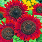 50+ RED SUN RARE SUNFLOWER SEEDS FLOWERS BEAUTIFUL TALL CUT NON-GMO HEIRLOOM USA Garden Plants