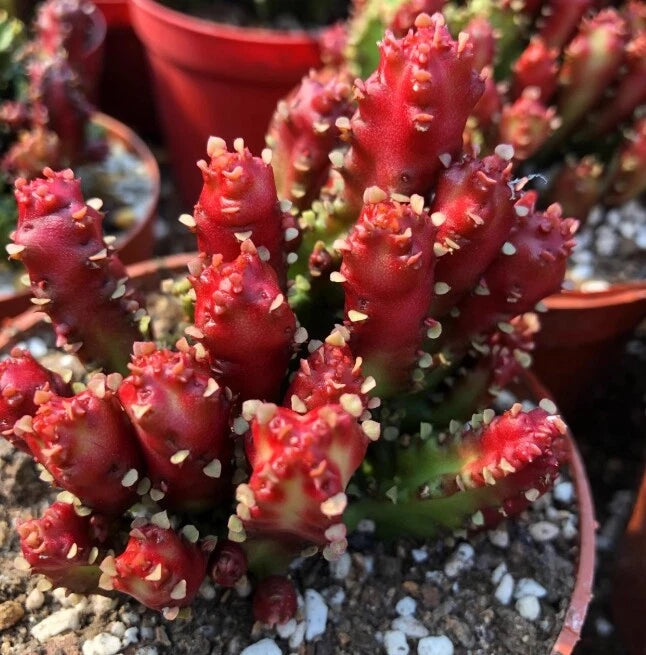 Euphorbiaceae Juss.cactus Succulent potted Home Garden Bonsai plants 8CM Garden Plants