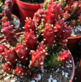 Euphorbiaceae Juss.cactus Succulent potted Home Garden Bonsai plants 8CM Garden Plants