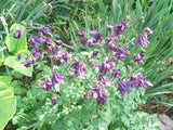50 PURPLE COLUMBINE SEEDS  ( Aquilegia ) Garden Plants