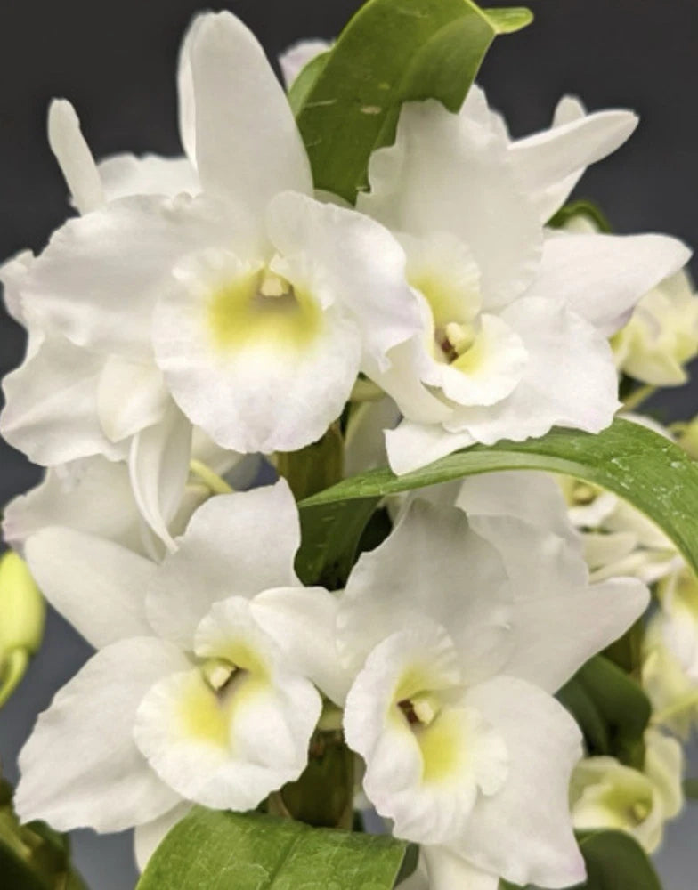 White Dendrobium nobile orchid flowers with pale yellow centers and green leaves