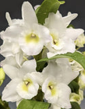 White Dendrobium nobile orchid flowers with pale yellow centers and green leaves