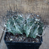 D2045 ASTROPHYTUM CAPRICORNE DICHOTOMIC pot10-H7-W12 cm MaMa Cactus Green Plant
