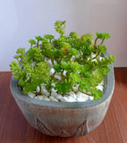 27 Pcs Miniature Artificial Succulents Grass Fair Garden Decoration Green Plant