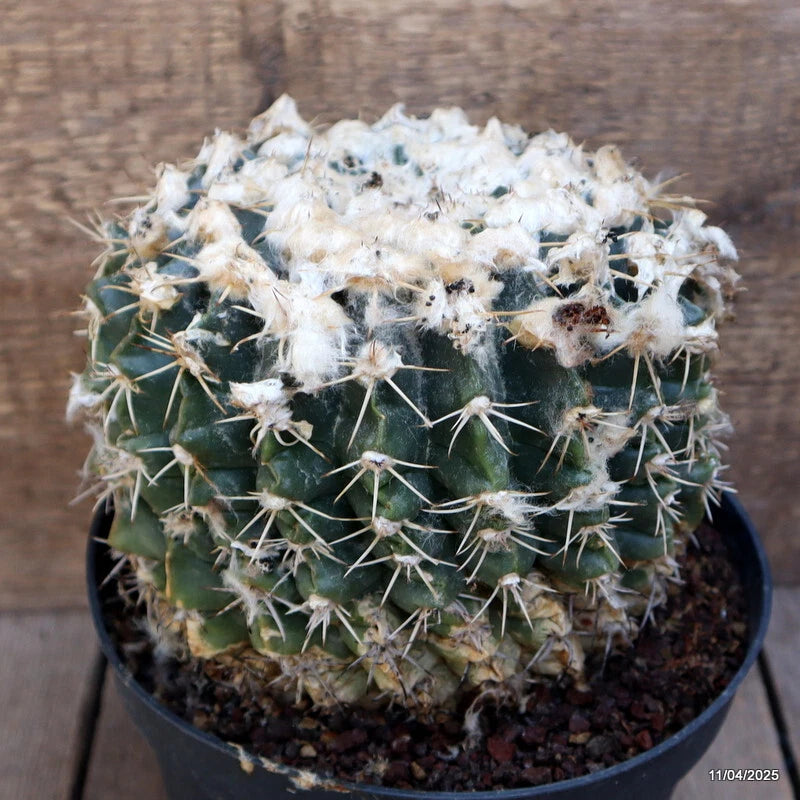 Cactus in black pot with green stems, white spines, and fuzzy white growth.