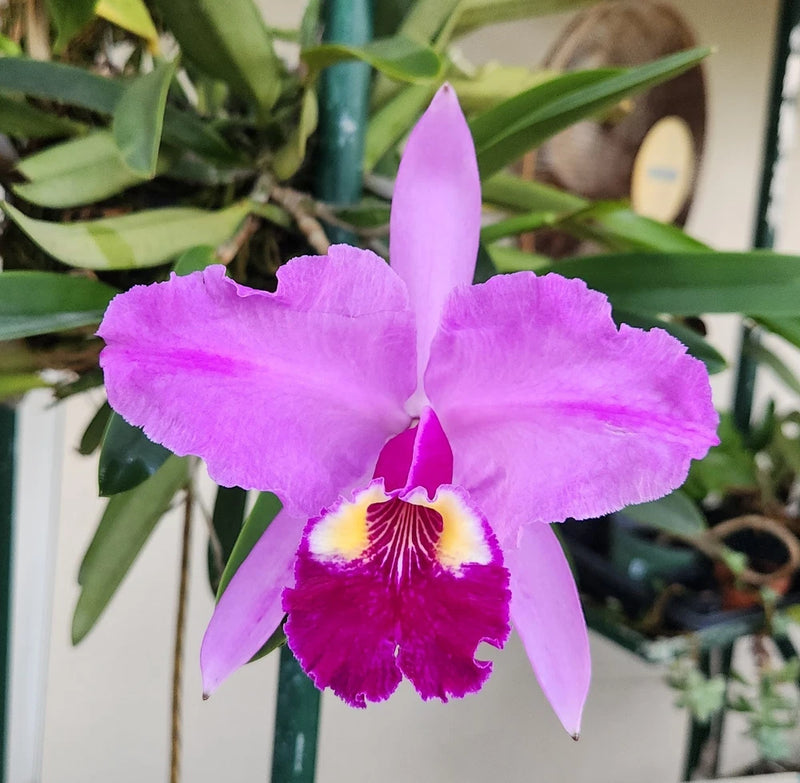 Purple and magenta Cattleya orchid with yellow throat, close-up bloom and petals