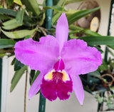 CATTLEYA SPECIES-Cattleya lueddemanniana 'Thanksgiving' Orchids