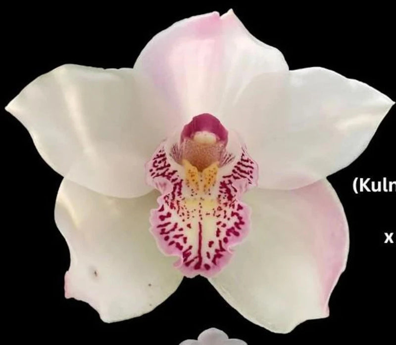Cymbidium orchid flower with pale pink-white petals and magenta speckled center