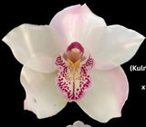 Cymbidium Kulnura Cherish 'GeeBee'. 1 1/2 Gallon Pot Orchids