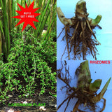 Cardamom  Plant / Elachi / Elettaria cardamomum / Flowers in 1 year / 1 Rhizome Green Plant