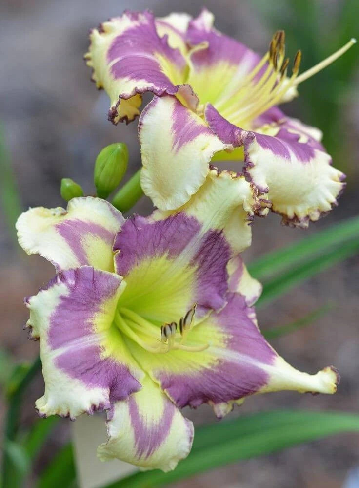Light purple and white lily flower with ruffled petals and yellow center