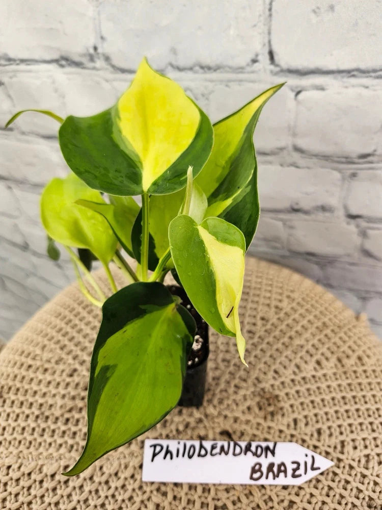 Philodendron Brasil potted plant with green and yellow variegated leaves