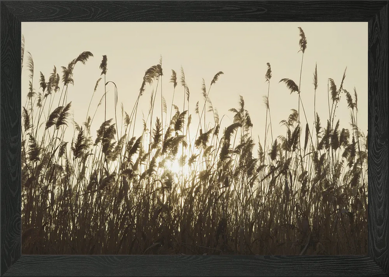 Neutral pampas grass Framed Wall Art Poster Canvas Print Picture Pampas Grass
