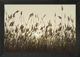 Neutral pampas grass Framed Wall Art Poster Canvas Print Picture Pampas Grass