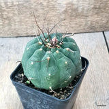 D6377 MATUCANA MADISONIORUM pot8-H7-W8 cm MaMa Cactus Green Plant