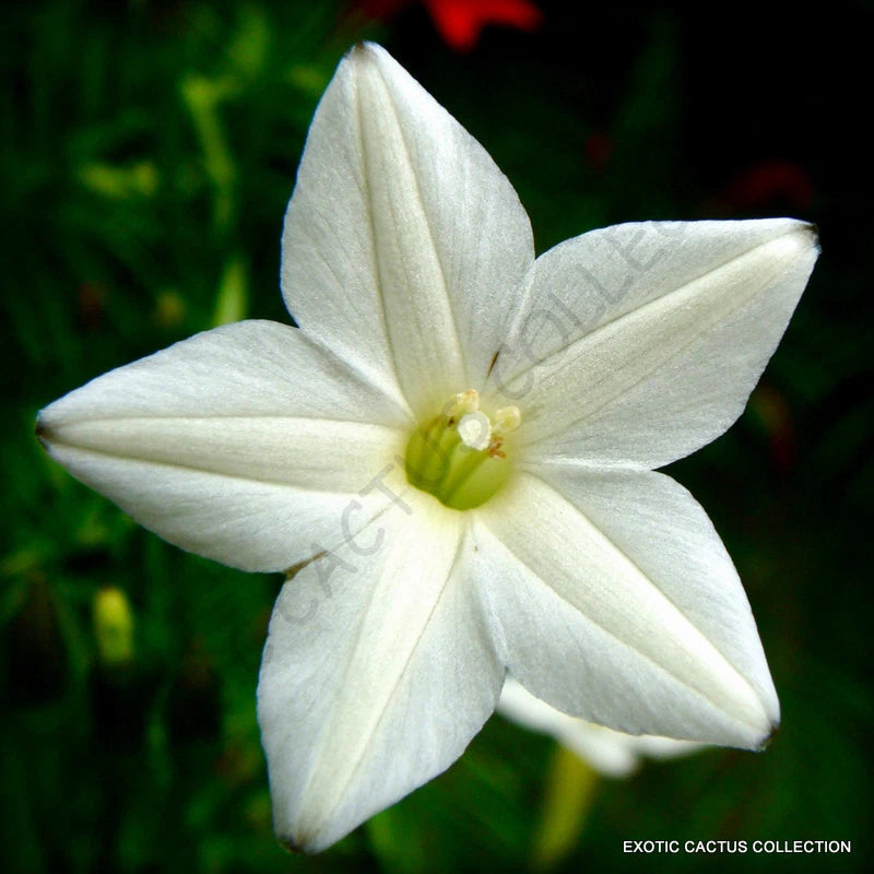 RARE WHITE CYPRESS VINE ipomoea quamoclit morning glory star seed 15 seeds Orchids