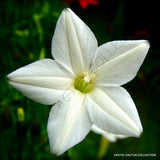 RARE WHITE CYPRESS VINE ipomoea quamoclit morning glory star seed 15 seeds Orchids