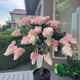 50 Strawberry Hydrangea Tree Seeds Ð Pink & White Cone Blooms, Heirloom Flower Hydrangea