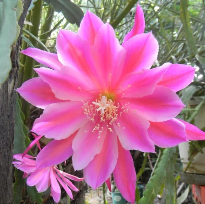 Pink epiphyllum orchid cactus flower with wide pink petals and pale center