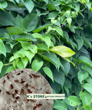 RIVER LEAF VINE SEEDS , HAT Lç GIANG |HIGH GERMINATION RATE 85%| Flowering Plants