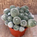 D3970 REBUTIA HELIOSOIDES SUBSTERESAE pot10-H9-W15 cm MaMa Cactus Green Plant