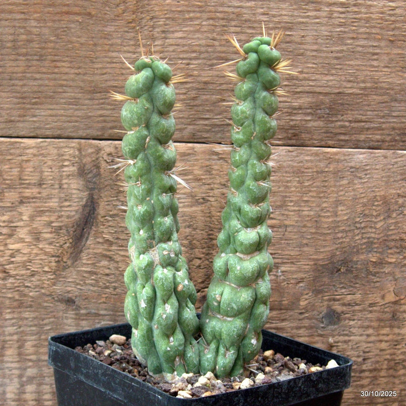 D7222 EULYCHNIA CASTANEA DICHOTOMIC pot12-H19-W8 cm MaMa Cactus Green Plant