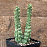 D7222 EULYCHNIA CASTANEA DICHOTOMIC pot12-H19-W8 cm MaMa Cactus Green Plant