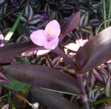ORGANIC 4 TYPES- (4each) 4-6"+ CUTTINGS EASY CARE FAST GROW PACK Wandering Jew Orchids