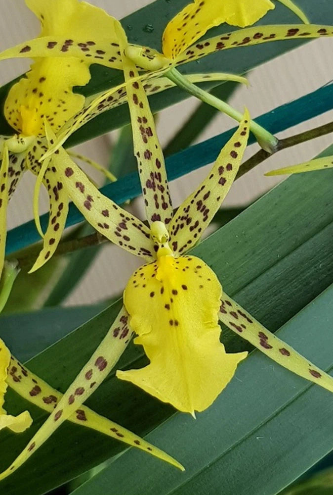 Yellow orchid flower with speckled petals and green stem
