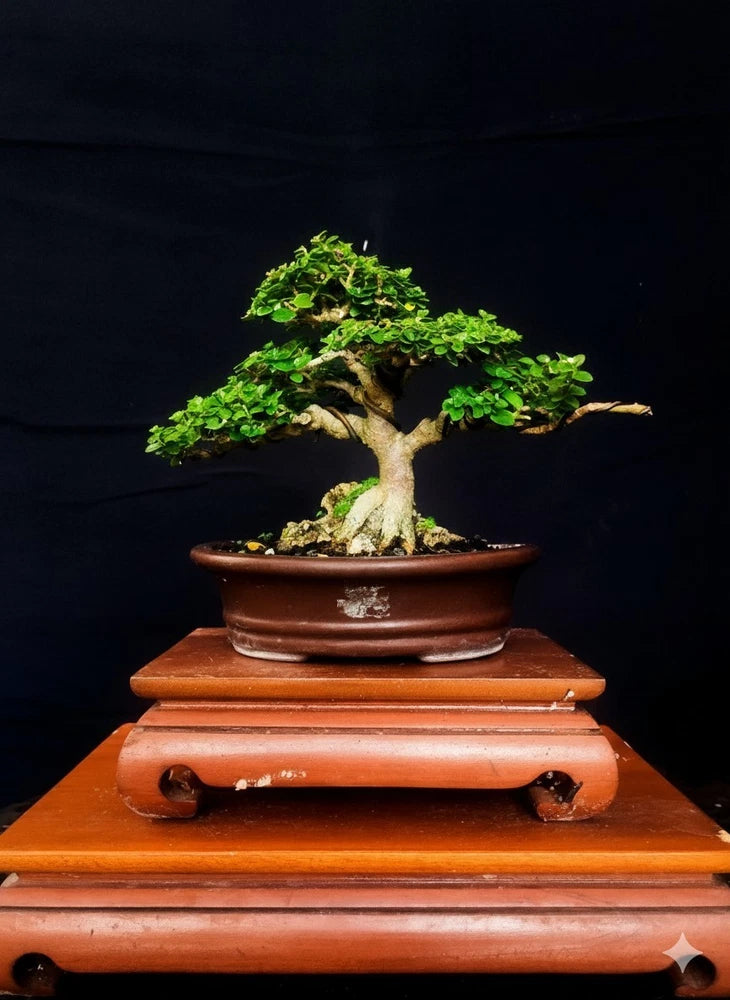Premna microphylla bonsai tree in brown ceramic pot with dense green foliage