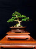 Premna Microphylla Bonsai Tree |Bonsai for Desk or Garden Display | Real Picture Garden Plants