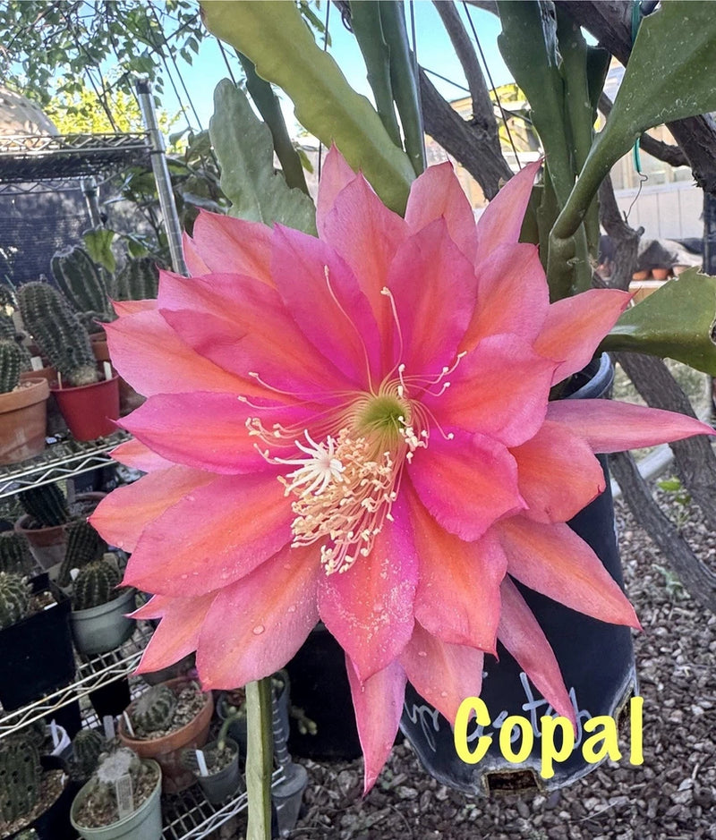 COPAL epiphyllum orchid cactus flower with large pink coral petals