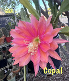 COPAL Epiphyllum Orchid Cactus Succulents Orchids