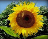 SUNFLOWER, MAMMOTH RUSSIAN, 100 SEEDS NEWLY HARVESTED, 7-10 Foot Tall Sunflower