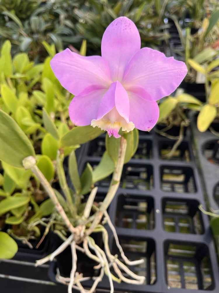 Potted orchid with large lavender-pink petals and pink center lip