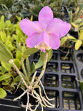 Cattleya Loddigesii ÔRoyaleÕ x ÔIzzyÕ HCC/AOS 4Ó pot Orchids
