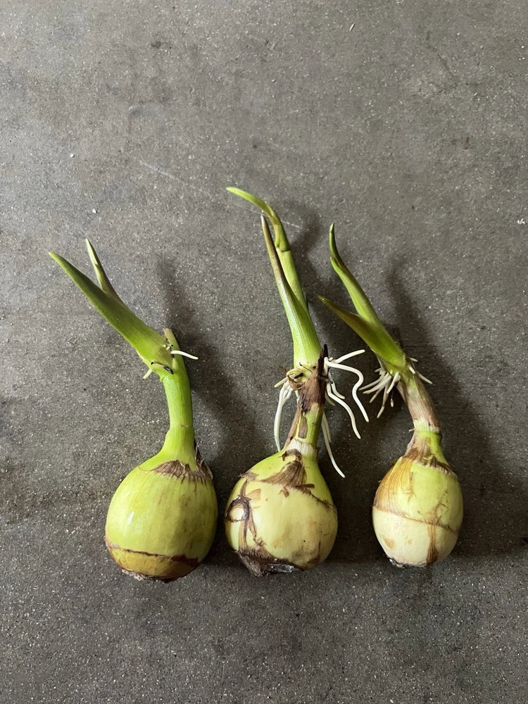 3 Aquatic Broadleaf Arrowhead Sagittaria Latifolia Water Plant Ready To Plant Green Plant
