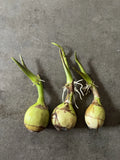 3 Aquatic Broadleaf Arrowhead Sagittaria Latifolia Water Plant Ready To Plant Green Plant