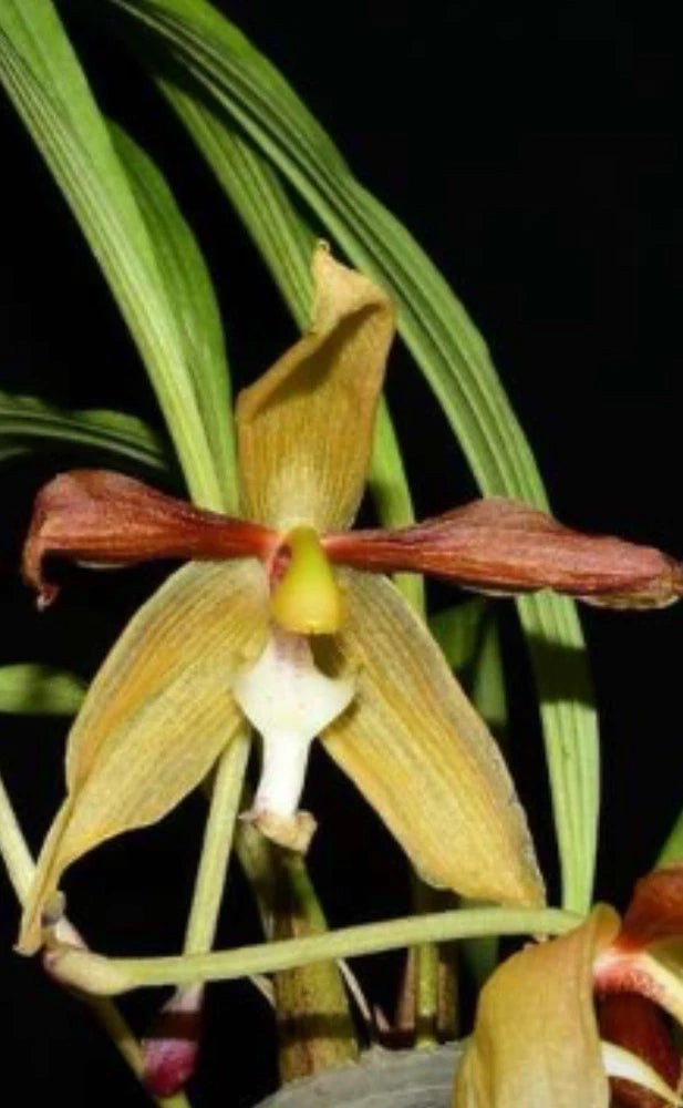 Fragrant orchid flower with yellow petals, brown accents, and green leaves in pot