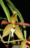 Houllinia Alex Hirtz (Paphinia X Houlletia) Fragrant Flowers Orchid 4Ó Pot Orchids