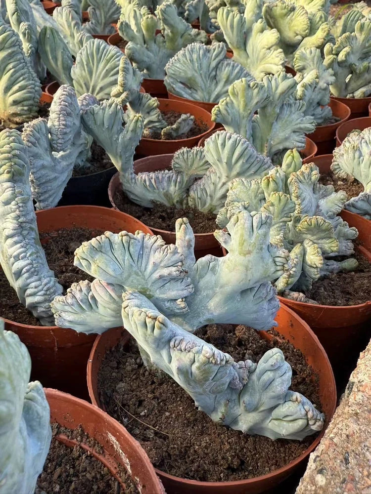 Blue-green cactus succulent plants with crested arms in terracotta pots