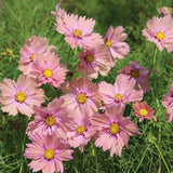 200+ Apricotta Cosmos Seeds for Garden Planting - USA - FREE SHIPPING! Garden Plants